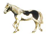 Kůň-2.gif